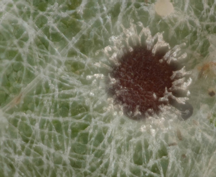 Ложная мучнистая роса