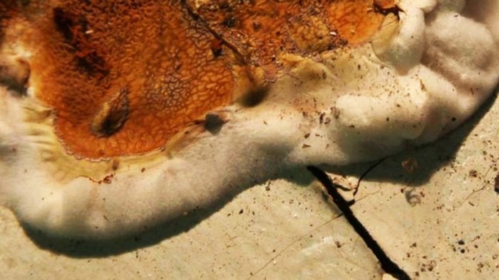 Домовый гриб serpula lacrymans