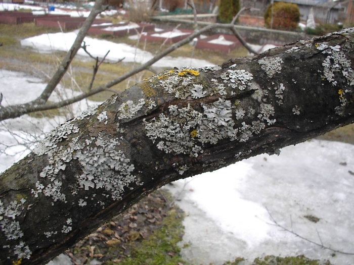 Сажистый грибок на коре яблони