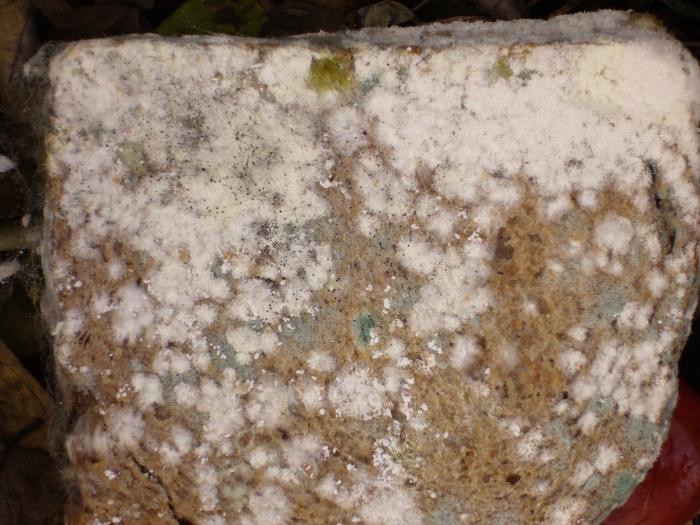 Trichoderma harzianum мицелий