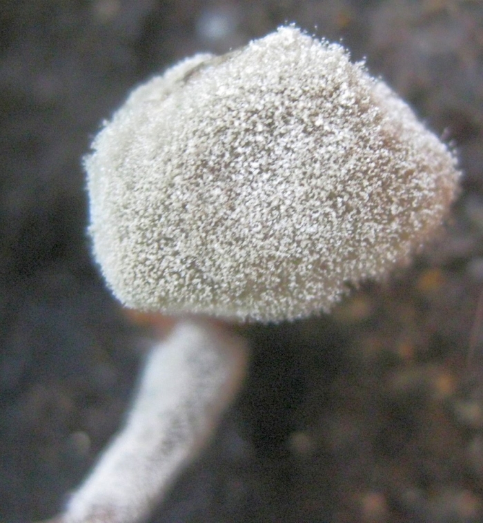 Серая плесень