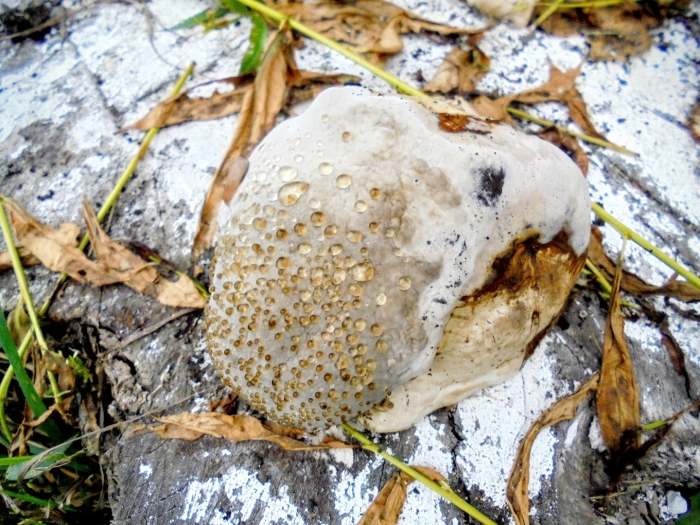 Ложнодождевик гриб