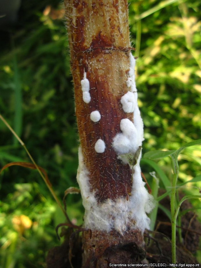 Белая гниль