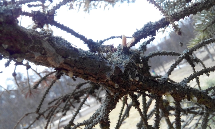 Трахеомикоз хвойных