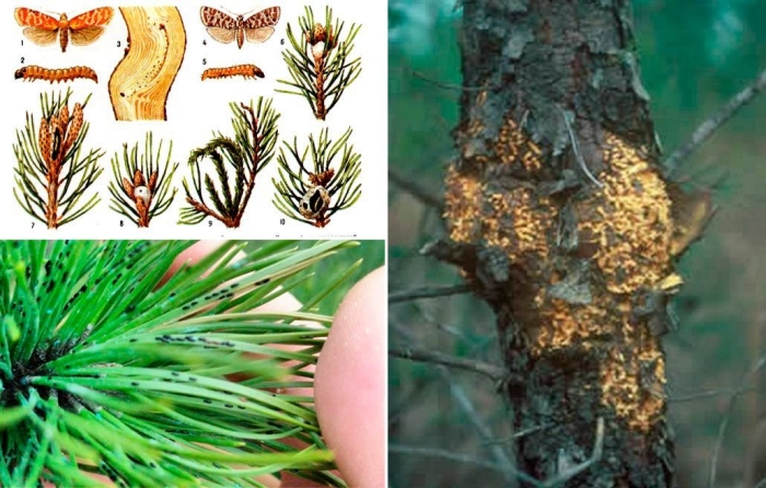 Ржавчина шютте