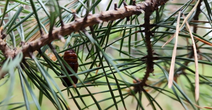 Сосновый вертун ( melampsora pinitorqua