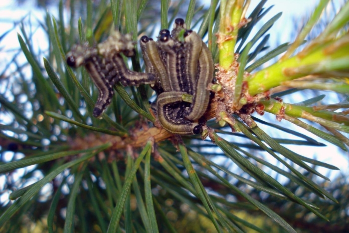 Рыжий сосновый пилильщик