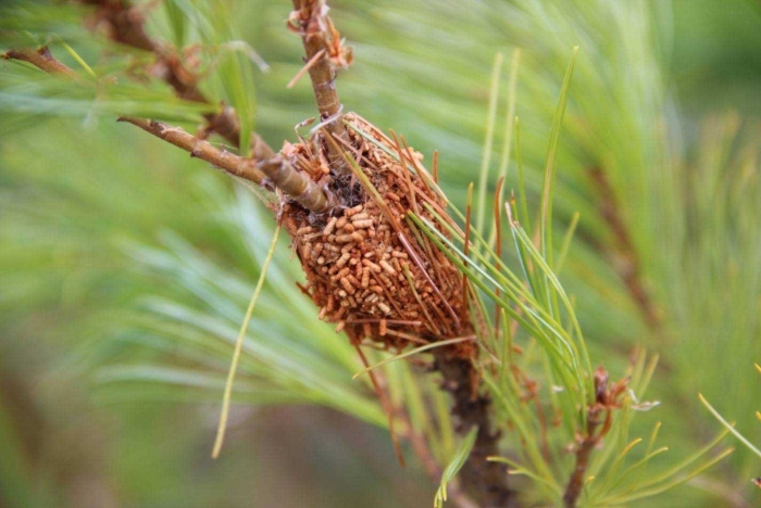 Thaumetopoea pityocampa