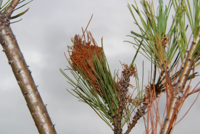 Сибирский сосновый хермес