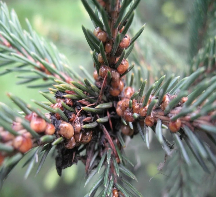 Ложнощитовка еловая малая