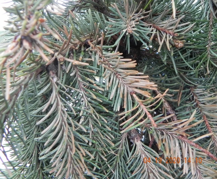 Болезни хвойных