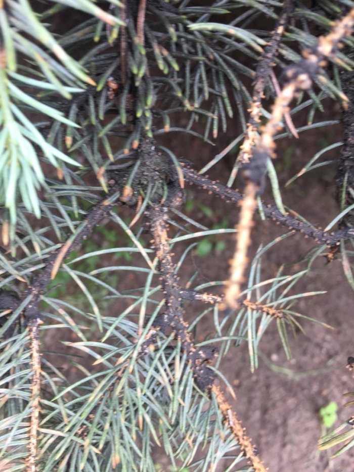 Шютте на хвойниках