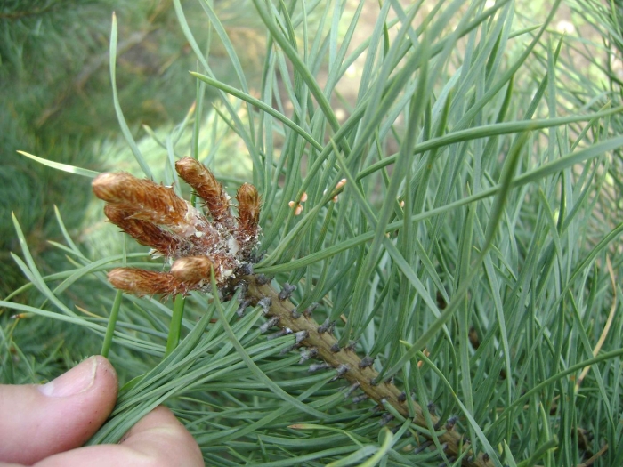 Шютте сосны веймутовой