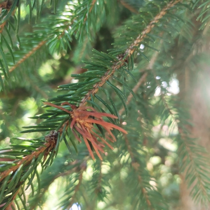 Голубая ель пожелтела хвоя