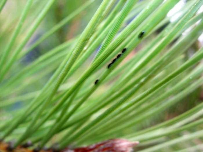 Шютте pinus sylvestris
