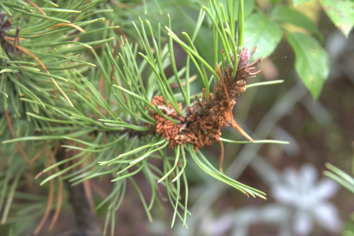 Хермес на сосне