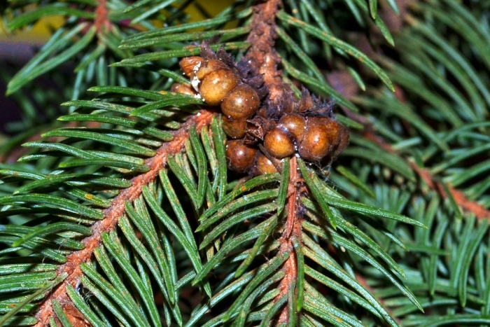 Ложнощитовка на пихте