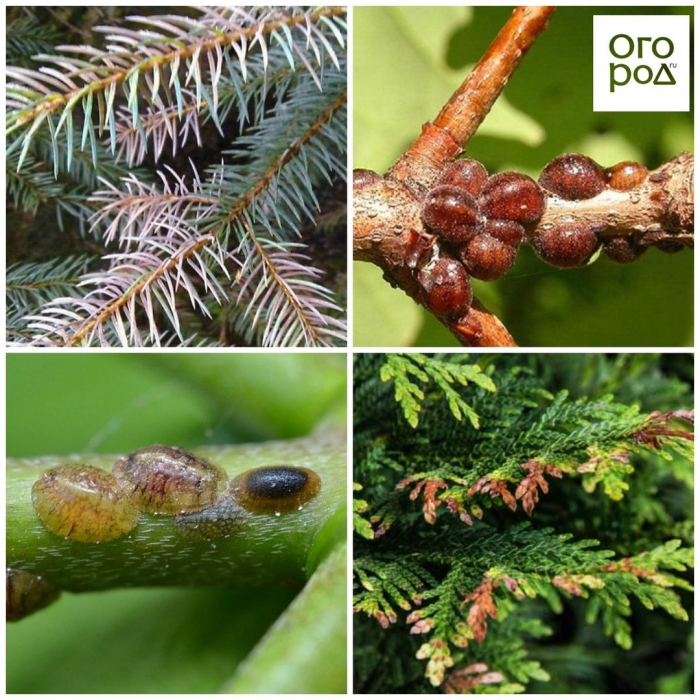 Можжевеловая щитовка туя