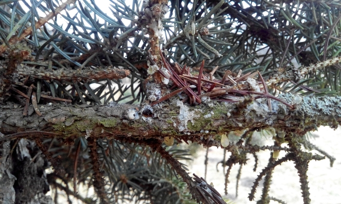 Фузариоз сосны