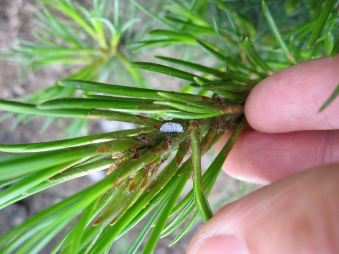 Мучнистый червец на сосне