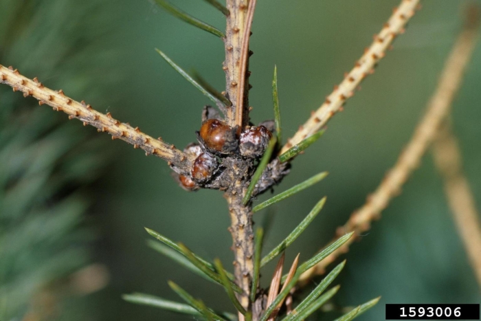 Можжевеловая ложнощитовка