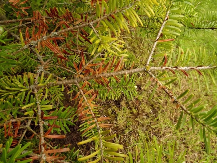 Пихта корейская желтые иголочки