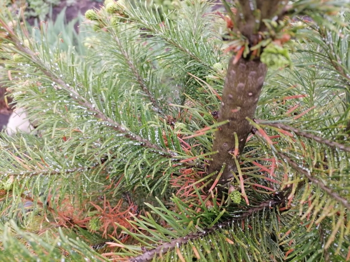 Снежное шютте хвои сосны