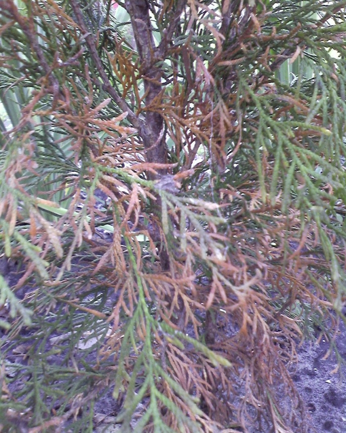 Болезни хвойных растений