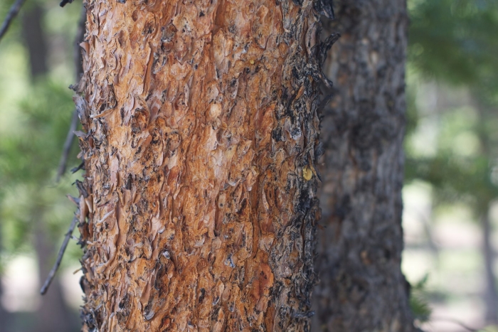 Жука короеда на коре сосны