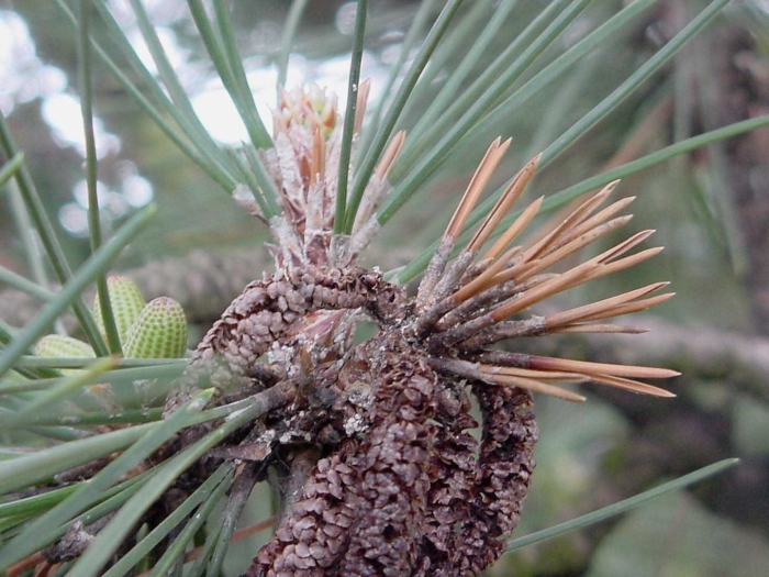 Сосновый побеговьюн смолевщик