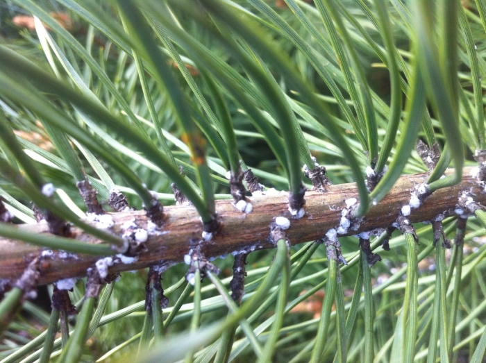 Хермес вредитель хвойных