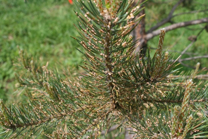 Сосна обыкновенная pinus sylvestris