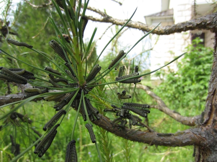 Сосновый пилильщик гусеница