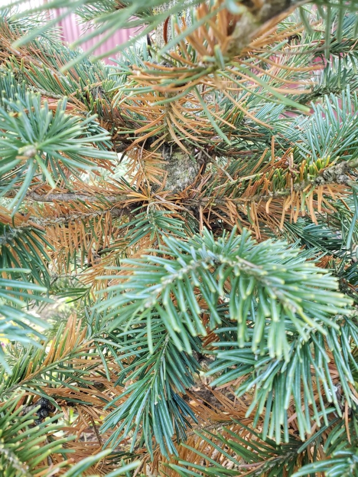 Голубая ель шютте