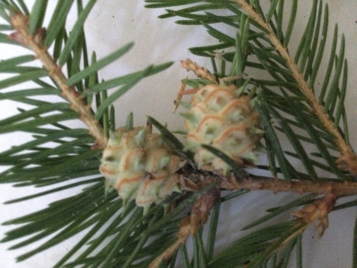 Еловый лиственничный хермес