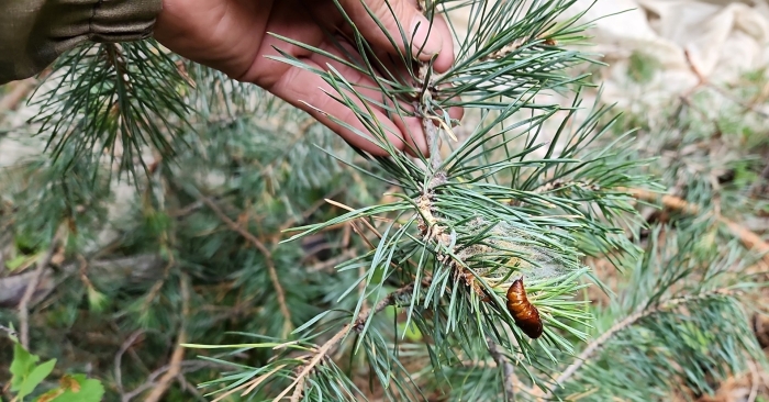 Сосна обыкновенная пинус