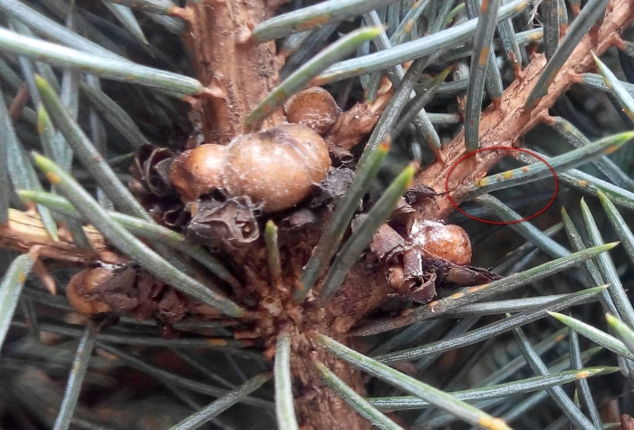 Туевая ложнощитовка