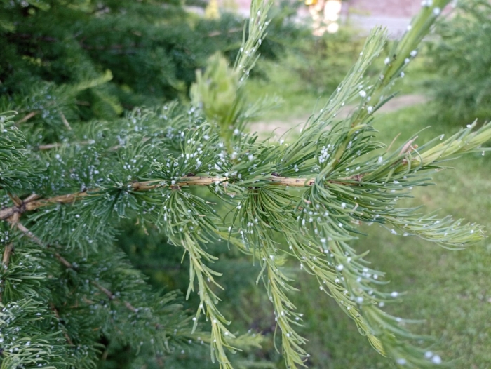 Еловый хермес