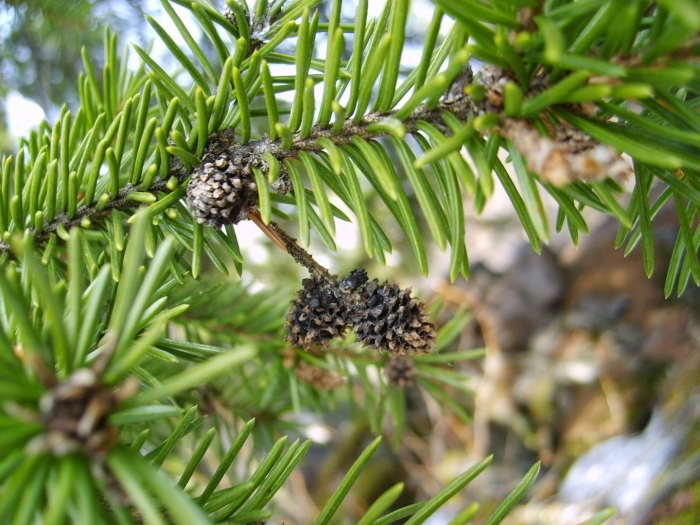 Хермес на хвойных