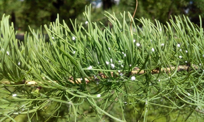 Елово пихтовый хермес