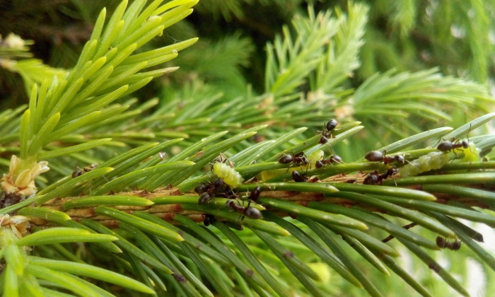 Еловый пилильщик