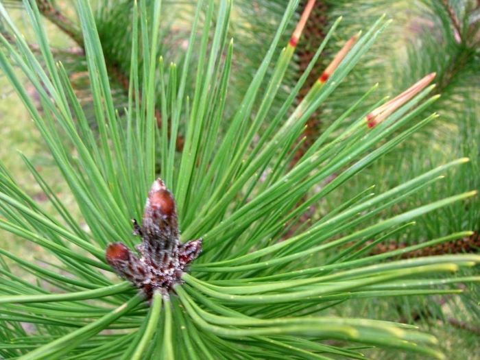 Хермес веймутовой сосны