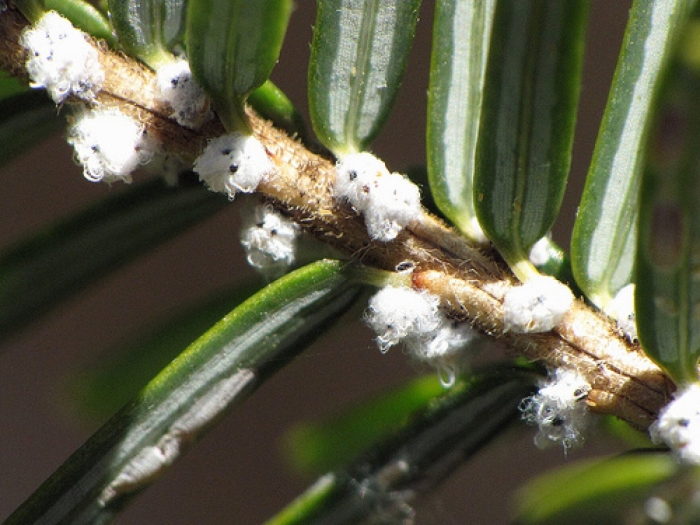 Hemlock woolly adelgid