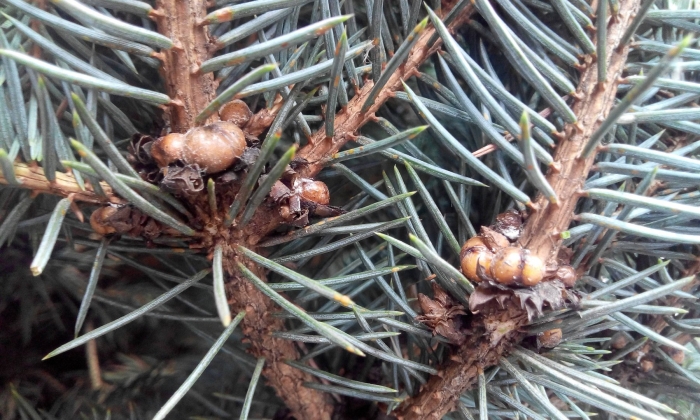 Щитовка на хвойных