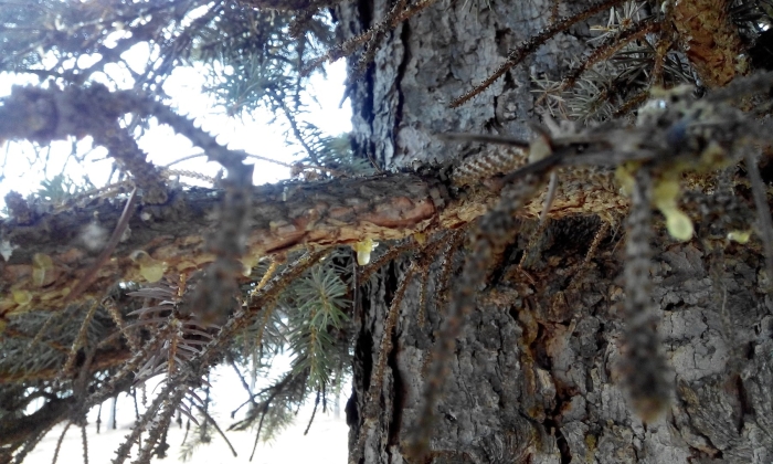 Трахеомикоз хвойных