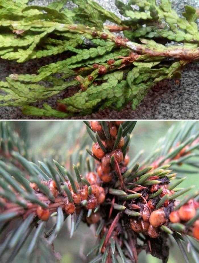 Ложнощитовка туи смарагд