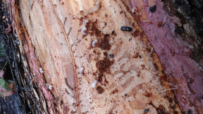 Жук короед уссурийский полиграф