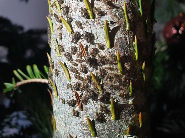 Жуки на пихте