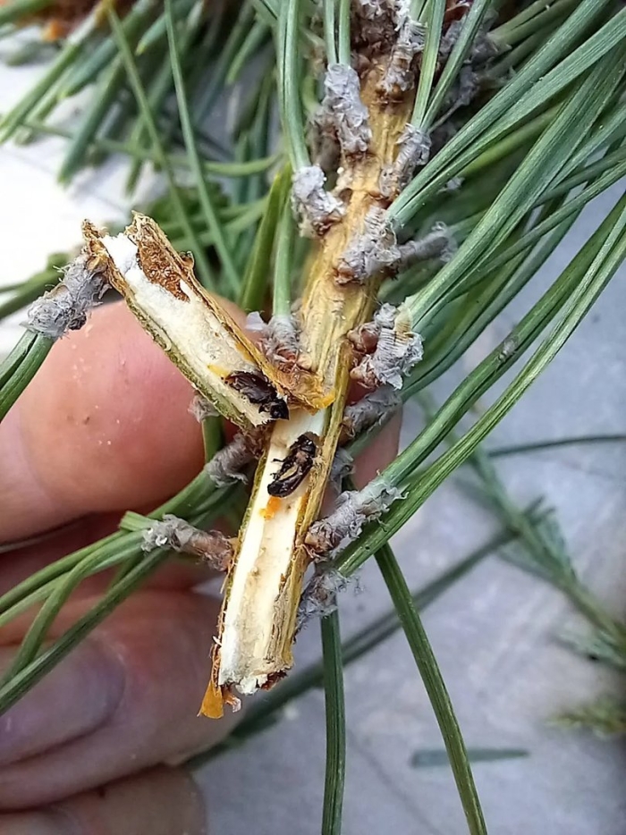 Короед вредитель хвойных