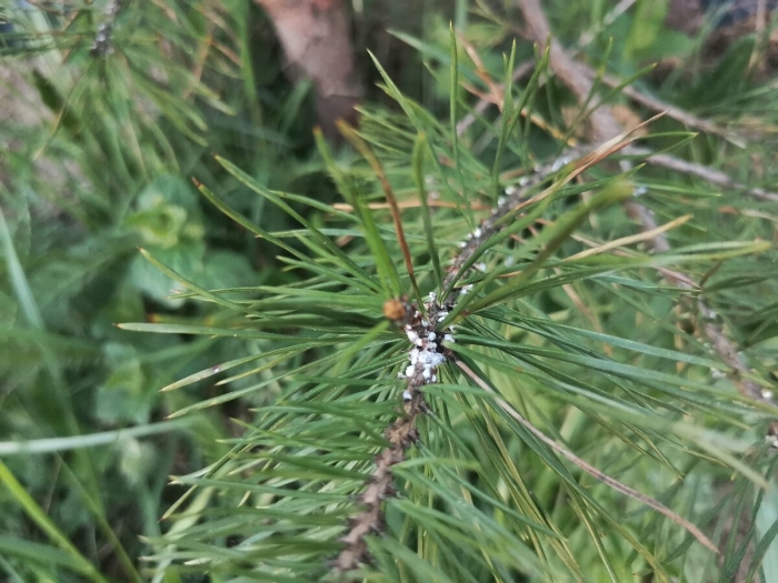 Хермес хвойная тля